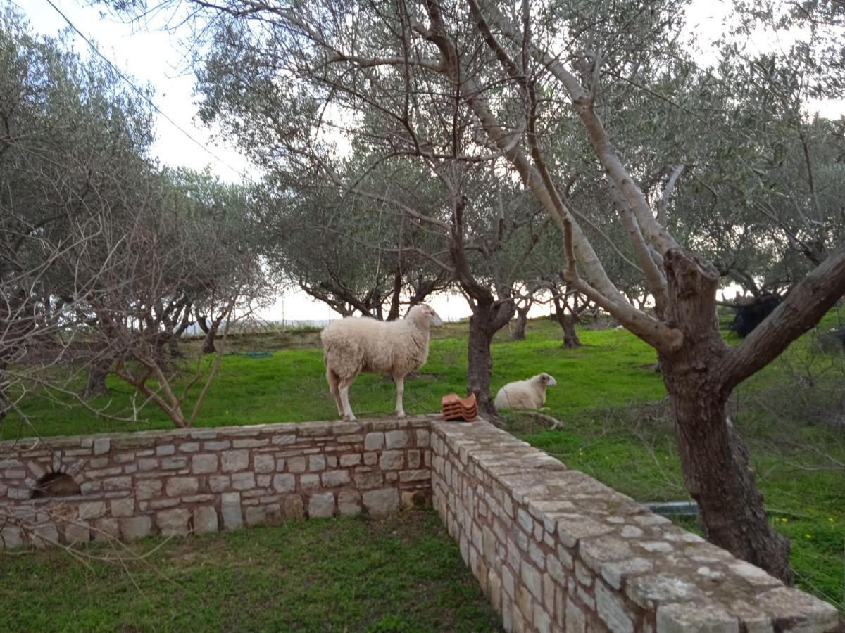 Ferienwohnung Ktima Tzamika Episkopi-Chania Exterior foto