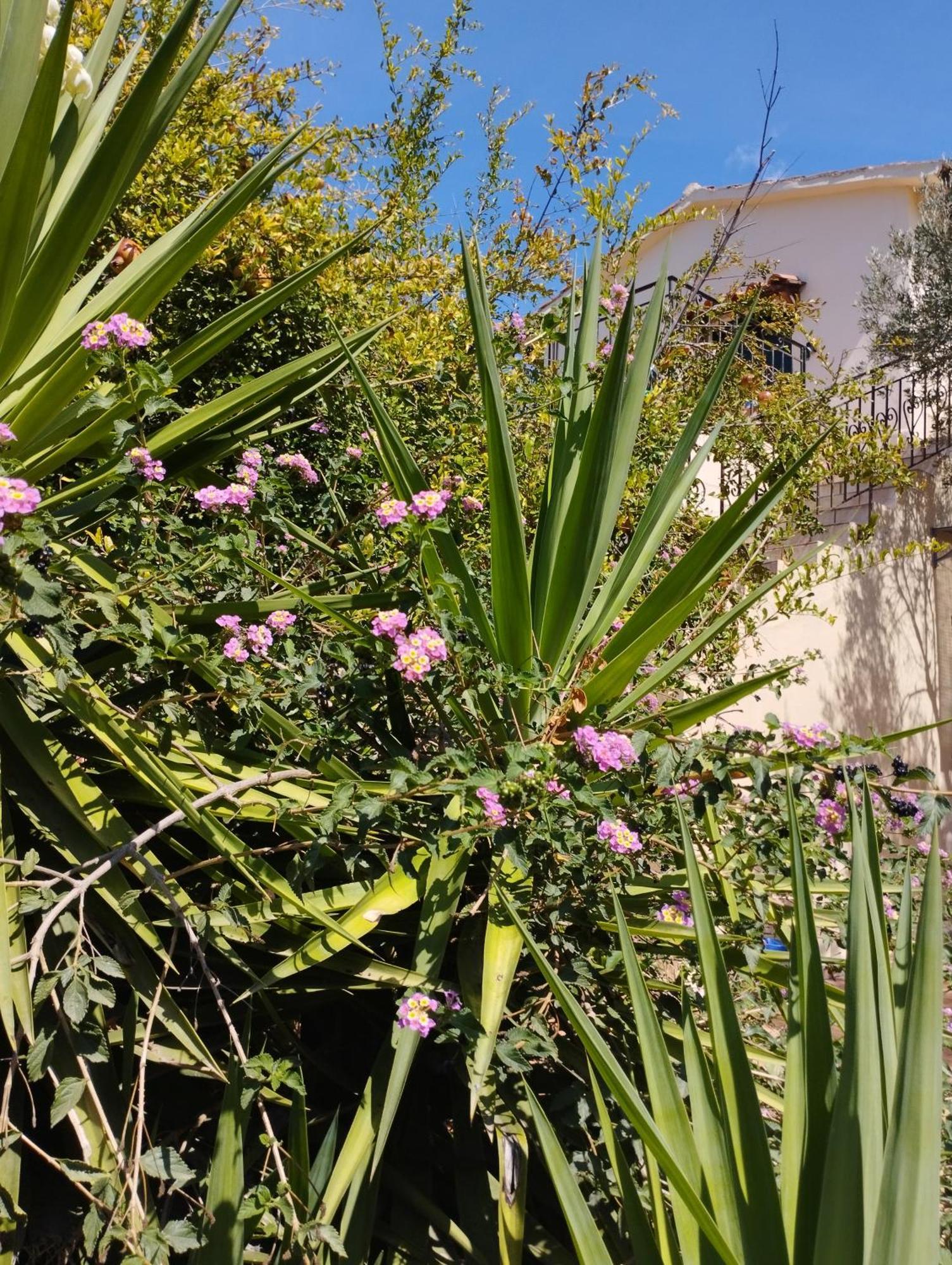 Ferienwohnung Ktima Tzamika Episkopi-Chania Exterior foto
